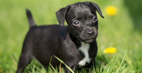 patterdale terrier breeds.